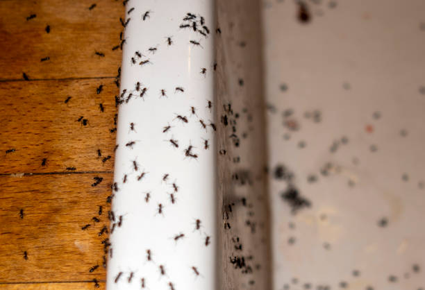 Best Affordable Pest Control Services  in Carrier Mls, IL