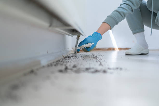 Wasp Removal Services in Carrier Mills, IL